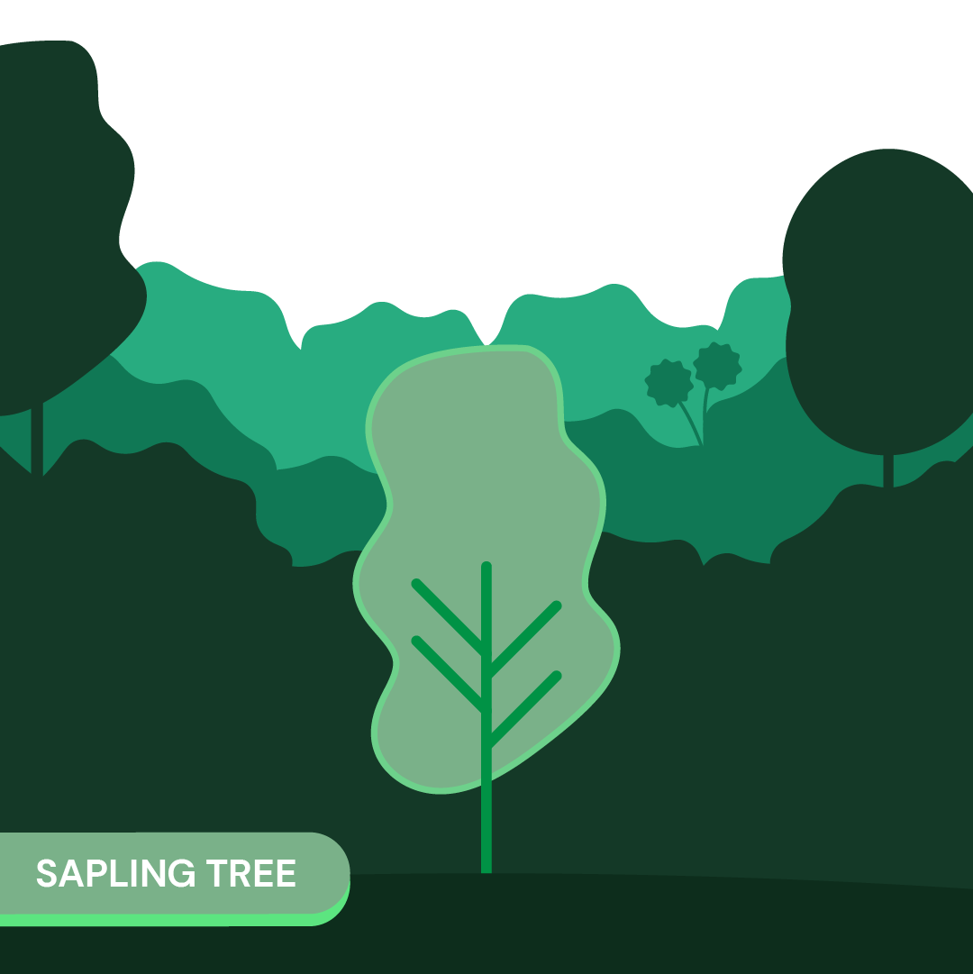 Sapling