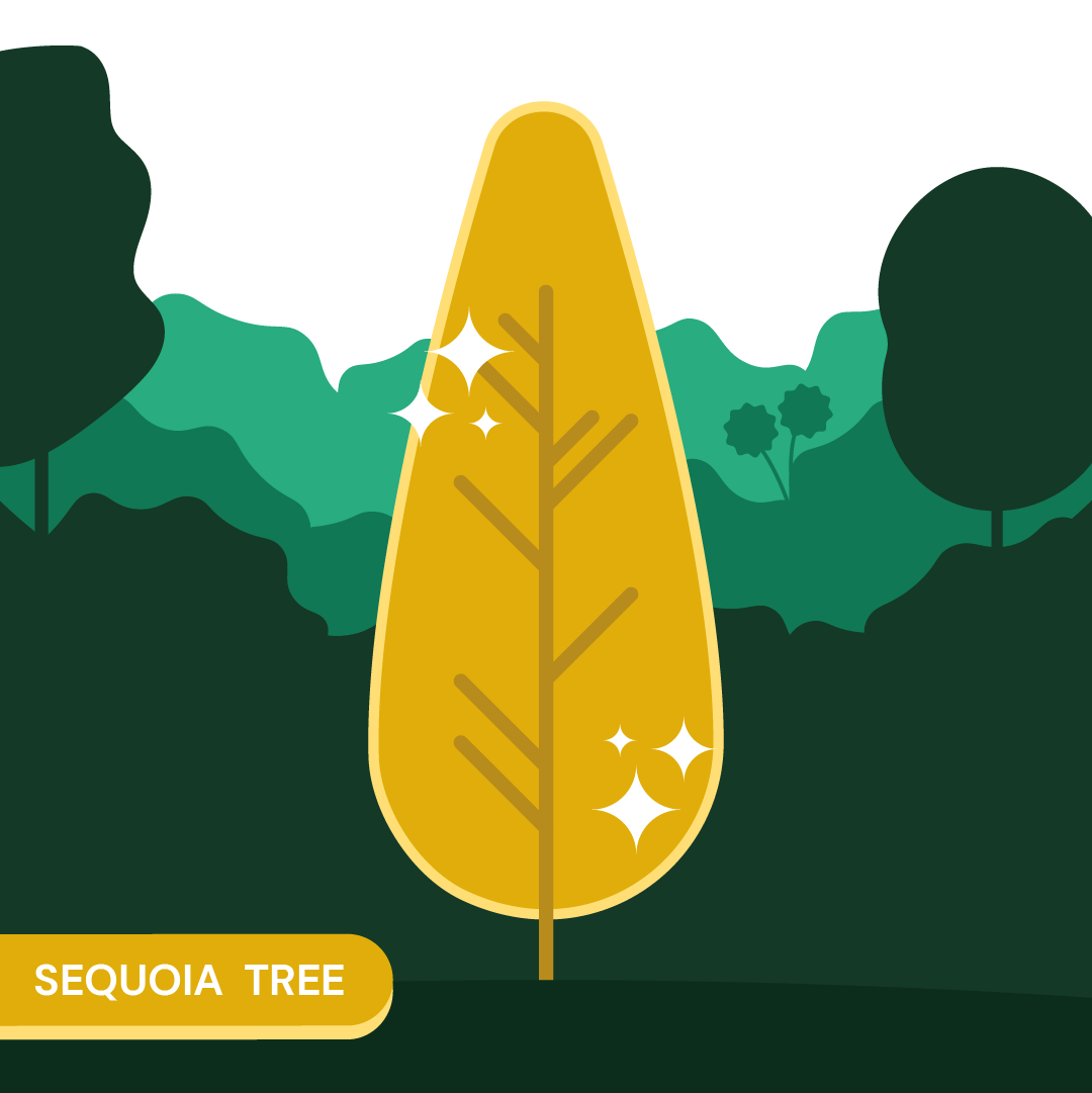 Sequoia
