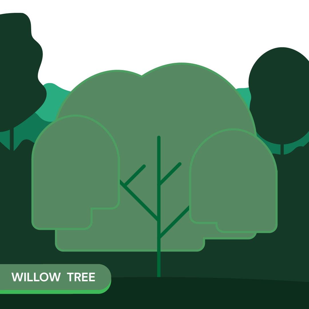 Willow